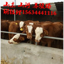 山东山河牧业养殖厂 专注朗德鹅养殖，打造高端鹅肥肝产业标杆