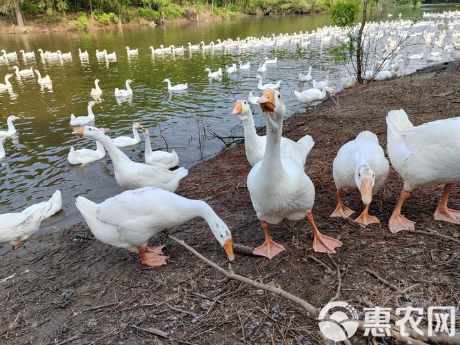 农家养殖鹅