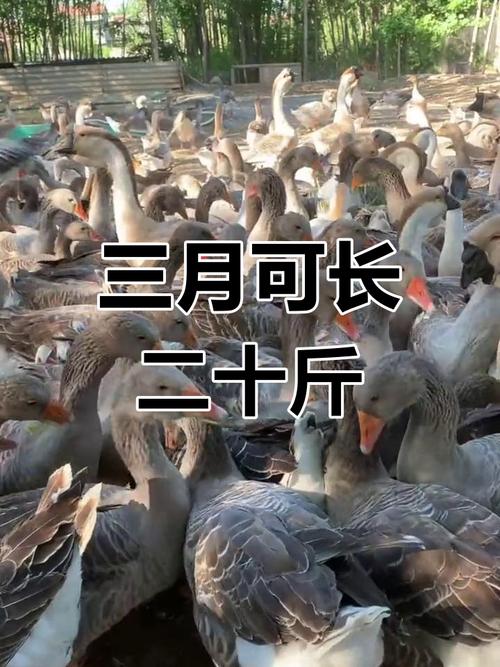 法国朗德鹅:三个月出栏,抗病力强
