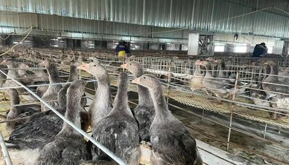 安徽霍邱:塑造"鹅肥肝"特色产业新名片