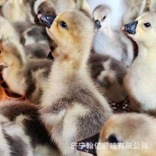 急购 2025冬 批发鹅苗孵化场 朗德鹅大种狮头鹅苗